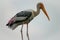 Painted Stork`s potrait