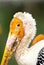 Painted Stork`s potrait