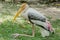 Painted Stork sitting on lawn