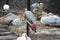 A painted stork and some other avian birds beside a pool in a zoo resting and relaxed. Birds with long different beak looks tired