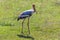 Painted stork stands on a green meadow in Yala National Park, Asia, Sri Lanka
