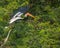 A painted stork taking off to fly