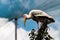 Painted stork at the zoo