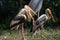 Painted Storks Mycteria leucocephala Flock