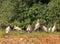 Painted storks, Mycteria leucocephala, flock of immature birds