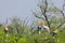 painted storks perched on a tree top