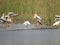 Painted Storks and Spoonbills: Lakeside Serenity