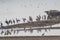 Painted Storks standing on island in a Lake