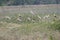 Painted Storks standing on the island near the Wetland