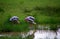Painted storks, Yala West National Park, Sri Lanka