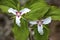 Painted trillium flowers in bloom on Mt. Kearsarge