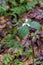 Painted Trillium Trillium undulatum