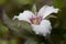 Painted trillium trillium undulatum