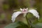 Painted trillium trillium undulatum