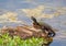 Painted Turtle