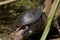 Painted Turtle  800561