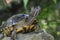 Painted Turtle Balancing on a Rock in the Wild