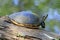 Painted Turtle on a Log