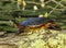 Painted Turtle on mossy log