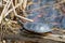 Painted Turtle Photo and Image. Resting on a log in the pond displaying its turtle shell, head, paws and tail in its environment