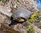 Painted Turtle Photo and Image. Resting on a log with vegetation and moss with a vegetation and water background in its