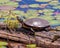 Painted Turtle Photo and Image. Turtle close-up side view resting on a moss log in the pond with lwater lily pads in its habitat
