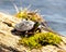 Painted Turtle Photo and Image. Turtle resting on a log with moss in the pond and displaying its turtle shell, head, paws eye in