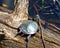 Painted Turtle Photo and Image. Turtle resting on a log in the pond displaying its turtle shell, head, paws, tail, eye in its