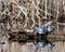 Painted Turtle Photo and Image. Turtles resting on a log in the pond displaying their turtle shell, head, paws in their habitats