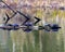 Painted Turtle Photo and Image. Turtles resting on a log in the pond with lily water pad moss and displaying its turtle shell,