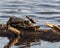 Painted Turtle Photo and Image. Turtles resting on a log in the pond with lily water pad moss and displaying its turtle shell,