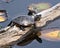 Painted-Turtle photo stock. Painted turtle close-up profile view on on log with water lily pad background, displaying turtle shell