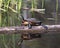 Painted Turtle Photo. Turtle resting on a log with body reflection and displaying its turtle shell, head, paws in its environment