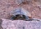 Painted turtle on rock at Burleigh Falls