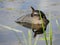 Painted turtle sunning on discarded car tire in wetland