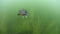 Painted Turtle Underwater in New England Lake