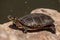 Painted Turtle warming themselves after a long winter hibernation