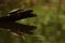 Painted Turtle Yawn Reflection