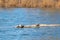 Painted turtles basking in warm sunlight on log in pond in springtime