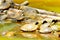 Painted turtles and a crocodile Belize Zoo