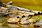 Painted turtles and a crocodile Belize Zoo