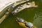 Painted turtles floating on a log in the pond