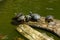 Painted turtles floating on a log in the pond