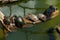 Painted turtles floating on a log in the pond