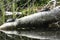 Painted turtles on a log in Spectacle Pond in Vermont