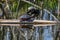 Painted Turtles on Logs in Lake