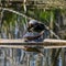 Painted Turtles on Logs in Lake