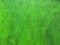 Painted vibrant green canvas background with brush strokes