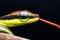A painted or Walls Bronzeback snake isolated against black background with red tongue flickering out
