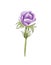 Painted Watercolor Anemone Flower. Purple wedding anemone illustration